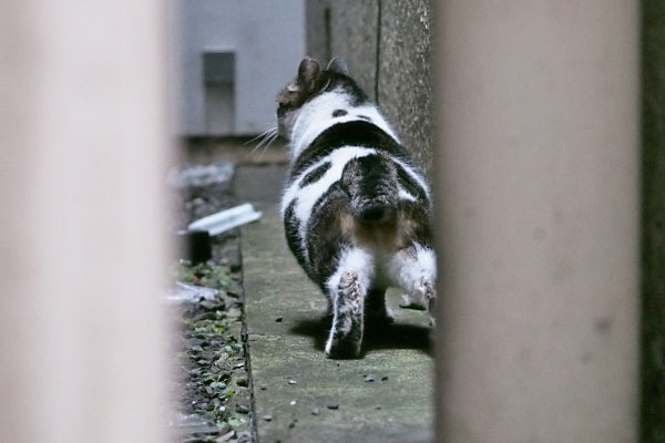 しぐれ　伸びしながら退散２