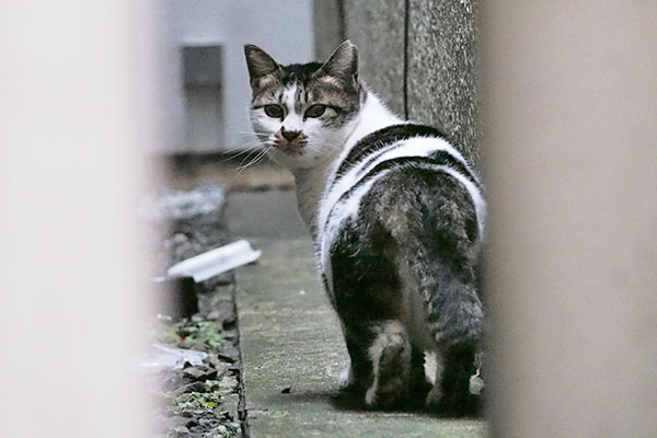 しぐれ　振り返る