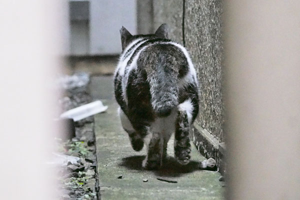 しぐれ　戻って行く