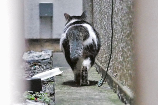 しぐれ　ステキな後ろ姿