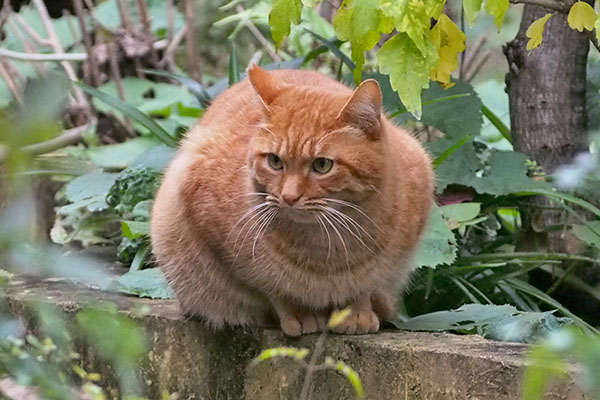 茶トラ君　視線外す