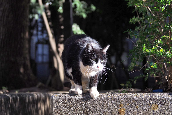 ポチ　見てる