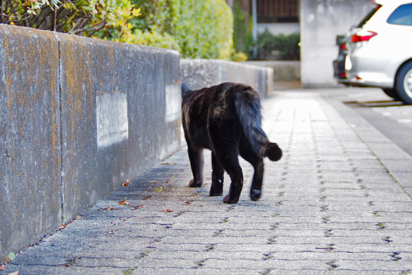 モノタ　帰路につく