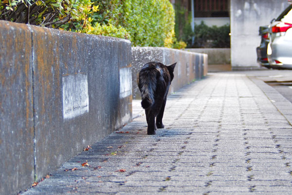 モノタ　寂しそう