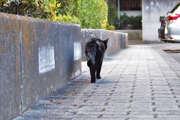 モノタ　寂しそう