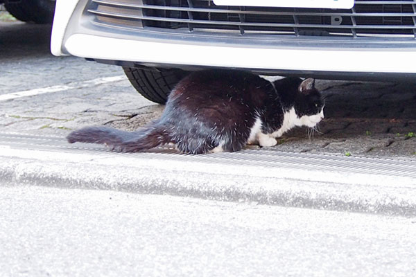 車の下に白黒にゃんこ