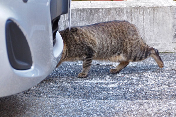 らい太　車の下へ