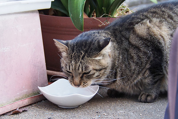 シマヲ　水を飲む