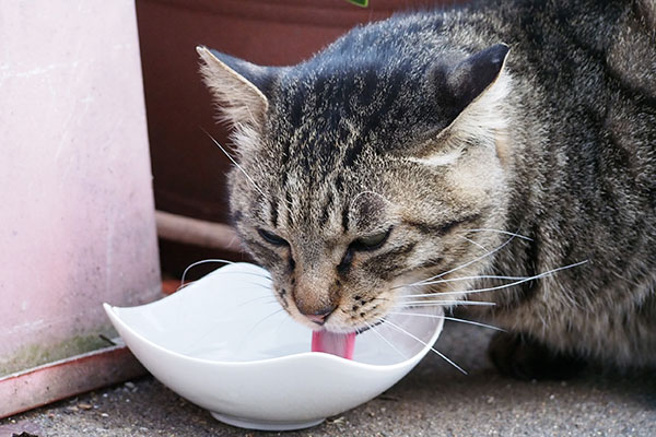 シマヲ　水を飲む　ぺろ