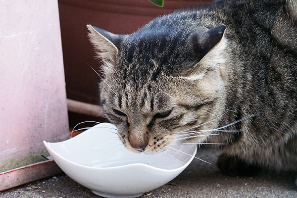 シマヲ　水を飲む　ごくん