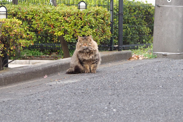 くり坊　見てる