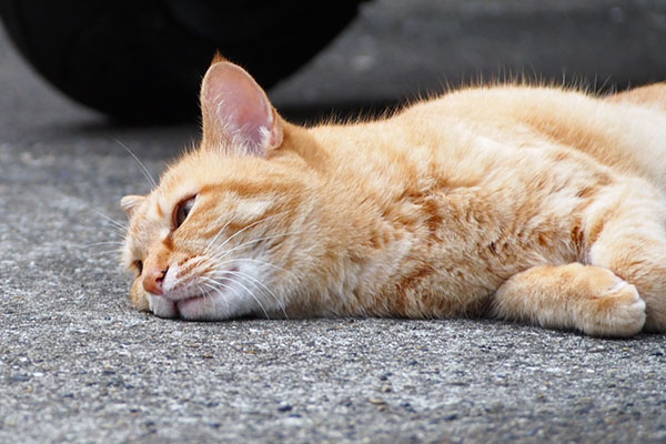 どてん　ソラちゃん