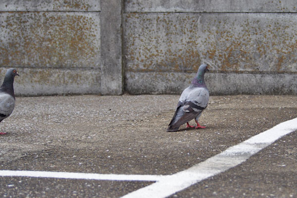 鳩さんご来店