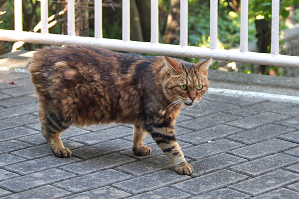 ついてこないで　クラタン