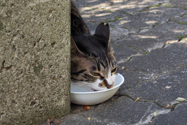 リンクス　食べる