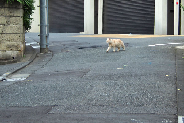 遠くにナリコマ君