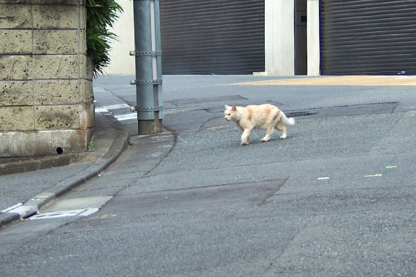 とてとて　ナリコマ君