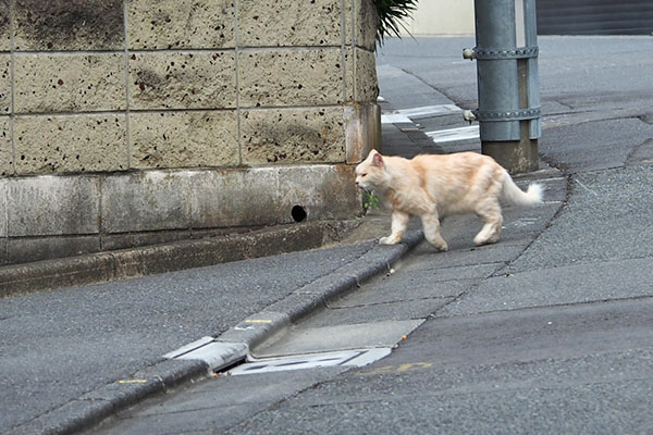 まっすぐ　ナリコマ君