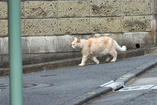 胴回りは太い　ナリコマ君