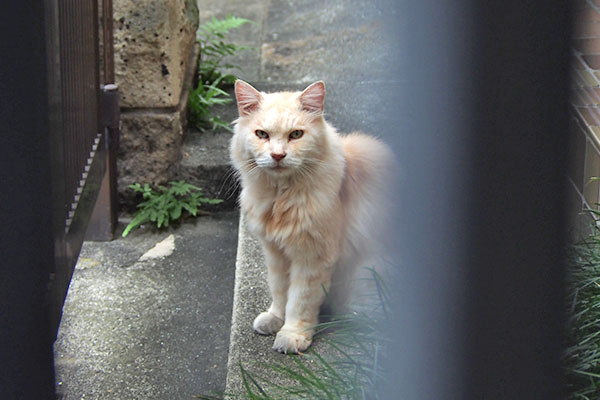 玄関前にお座り　ナリコ