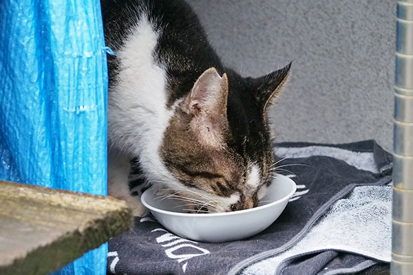 食べる　オンブレ