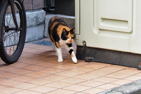 ひょっこり　リコ