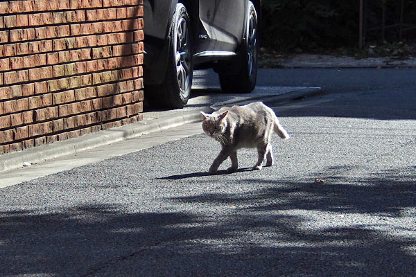 また見る　グリ