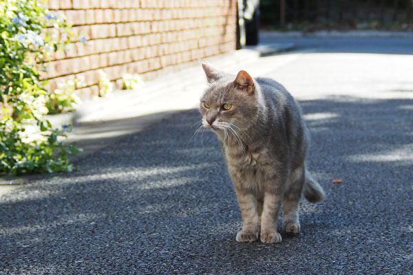 きました　グリ