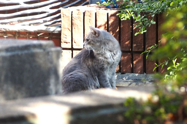 後ろを見る　グリ