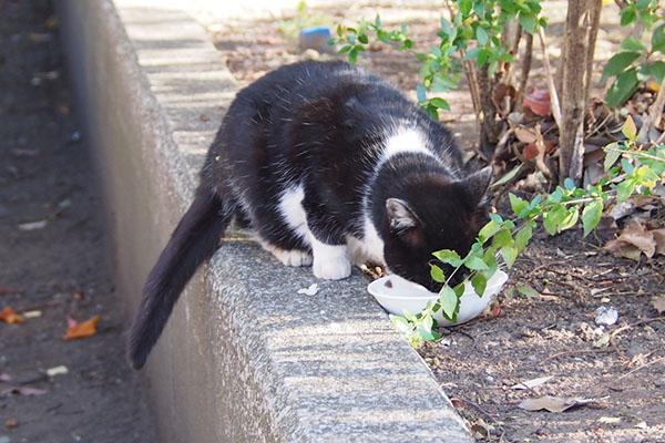 ポチ　食べる