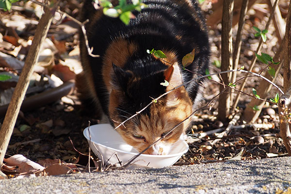 ミク　食べる