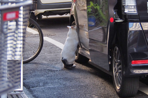 オーロラ　車　1枚目