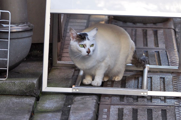 まだまだ嗅ぎたかったオーロラ