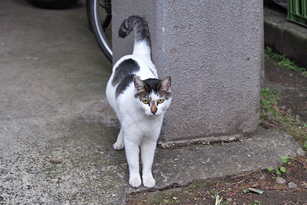 しろまる　奥から出て来た