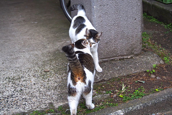 セイがしろまるを出迎える