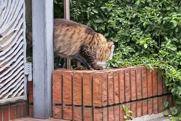 くんかくんか　くり坊