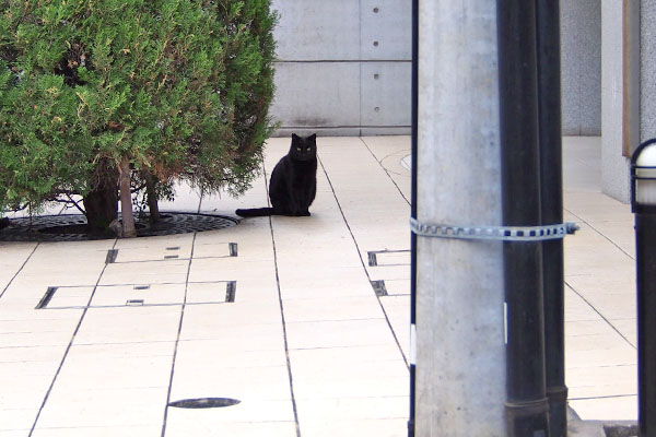 木の横にキト