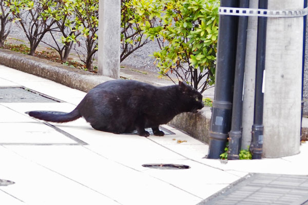 キト　オヤツは下です