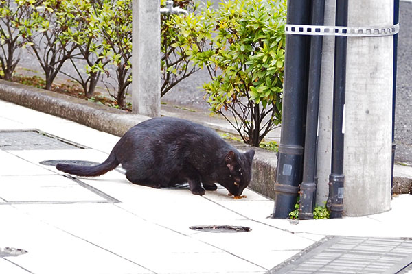 食べた　キト