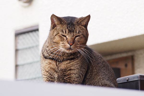 アビ　細め