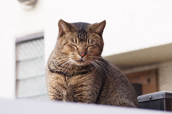 アビ　閉じ