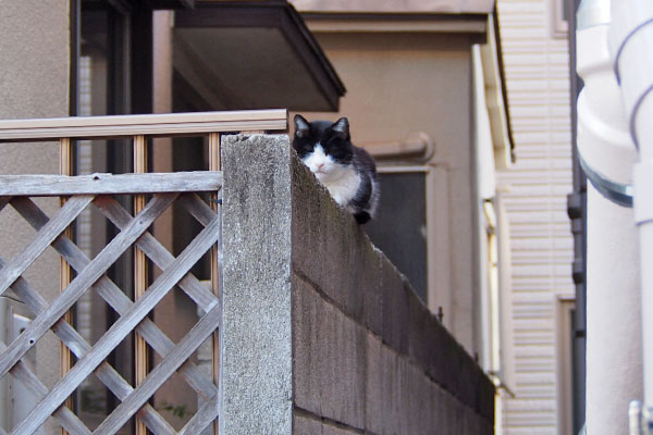 スズ　塀の上でちんまり