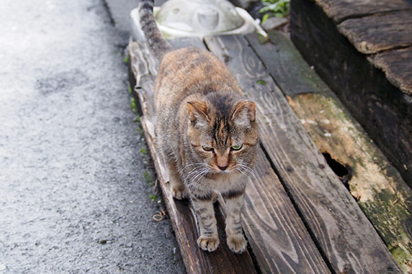 見送ってくれる　ヴェルデ