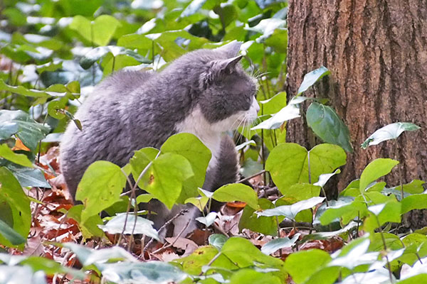 ちっち　オット