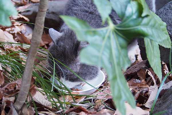 食べる　オット