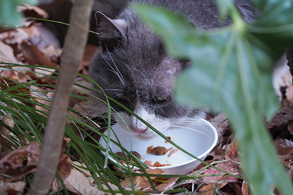 そろそろ完食　オット