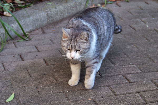 お腹減ったにゃ　クロム