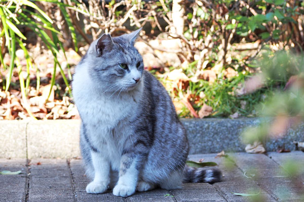 ヒトが通過　クロム