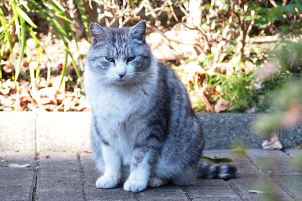 こっち見る　クロム