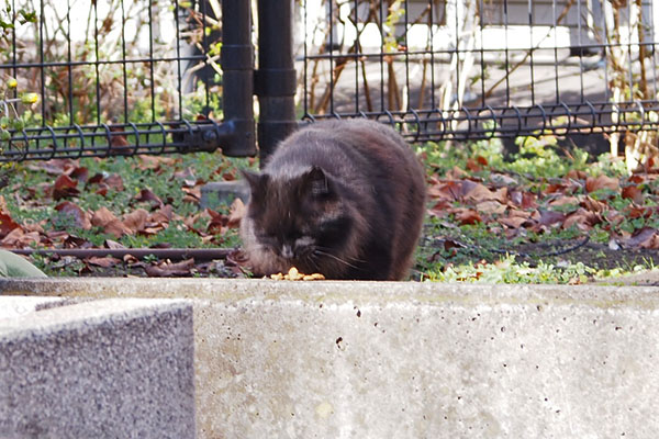 モフネ　食べる